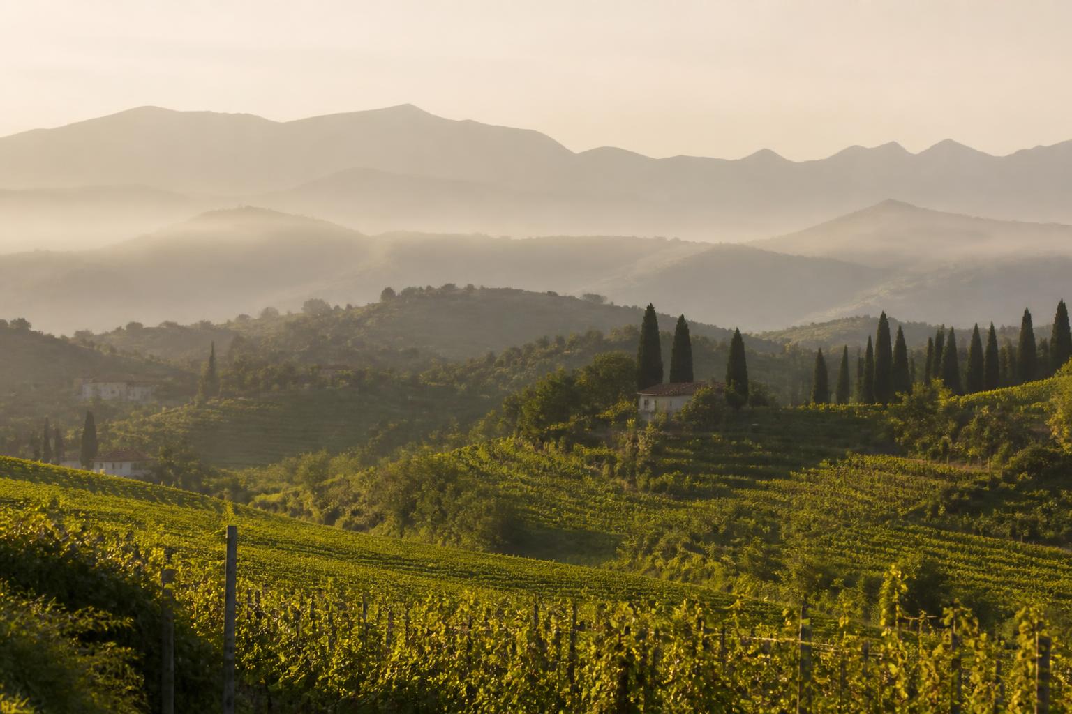 Le colline attorno a Bassano del Grappa con i vigneti